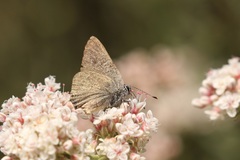 Satyrium saepium