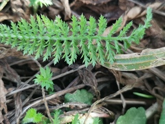 Cardamine