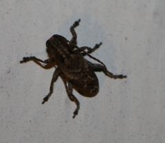 Pterolophia tuberculatrix