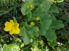 Caltha palustris