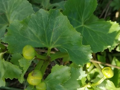 Caltha palustris