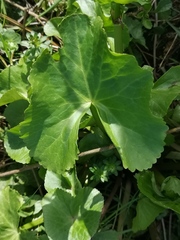 Caltha palustris