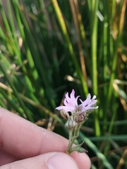 Palafoxia