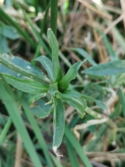 Palafoxia