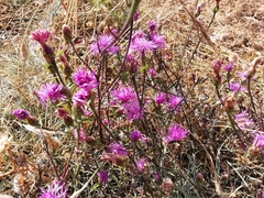 Centaurea paniculata