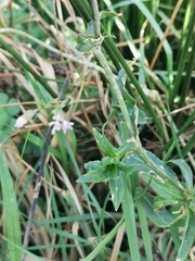 Palafoxia