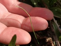 Palafoxia