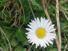 Bellis