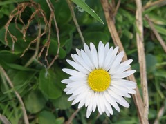 Bellis