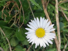 Bellis