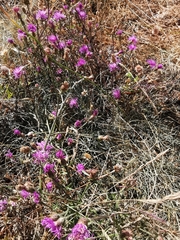 Centaurea paniculata