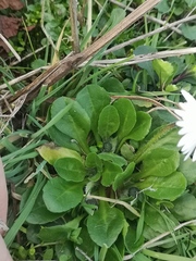 Bellis
