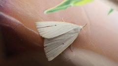 Macrochilo cribrumalis