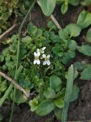 Cardamine