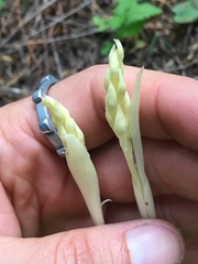 Cephalanthera austiniae