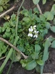 Cardamine