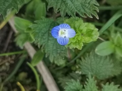 Veronica persica