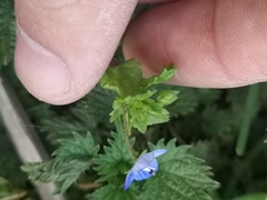 Veronica persica