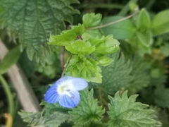 Veronica persica
