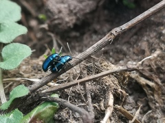 Chrysomelidae
