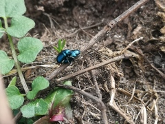 Chrysomelidae