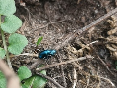 Chrysomelidae