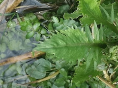 Rorippa amphibia