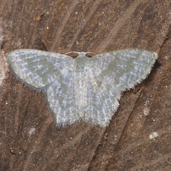 Chloropteryx opalaria
