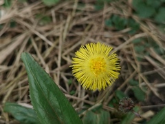 Tussilago farfara