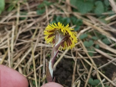 Tussilago farfara