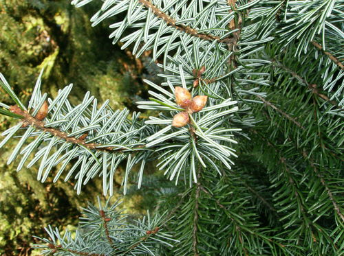 Serbian spruce