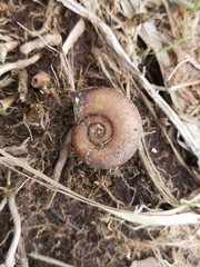 Planorbidae