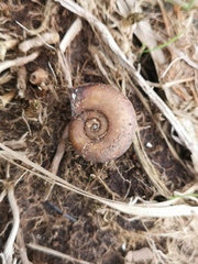 Planorbidae