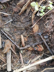 Planorbidae