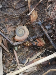 Planorbidae