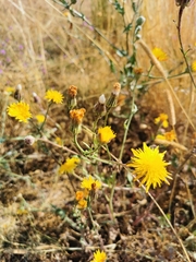 Crepis foetida