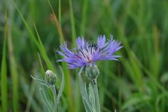 Centaurea fuscomarginata