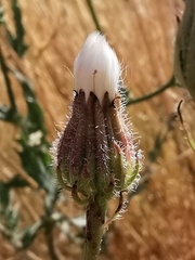 Crepis foetida