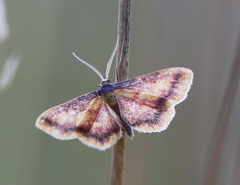 Idaea muricata