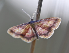 Idaea muricata