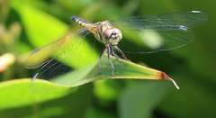 Brachydiplax sobrina