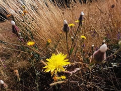 Crepis foetida