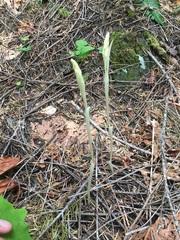 Cephalanthera austiniae