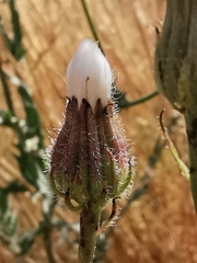 Crepis foetida