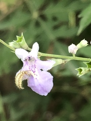 Vitex negundo heterophylla