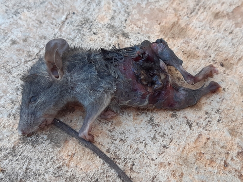 potkan tmavý (Rattus rattus)