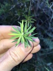 Leucopogon pimeleoides