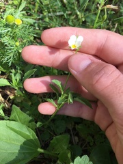 Viola arvensis