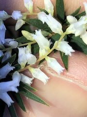 Leucopogon pimeleoides