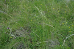 Stipa tirsa